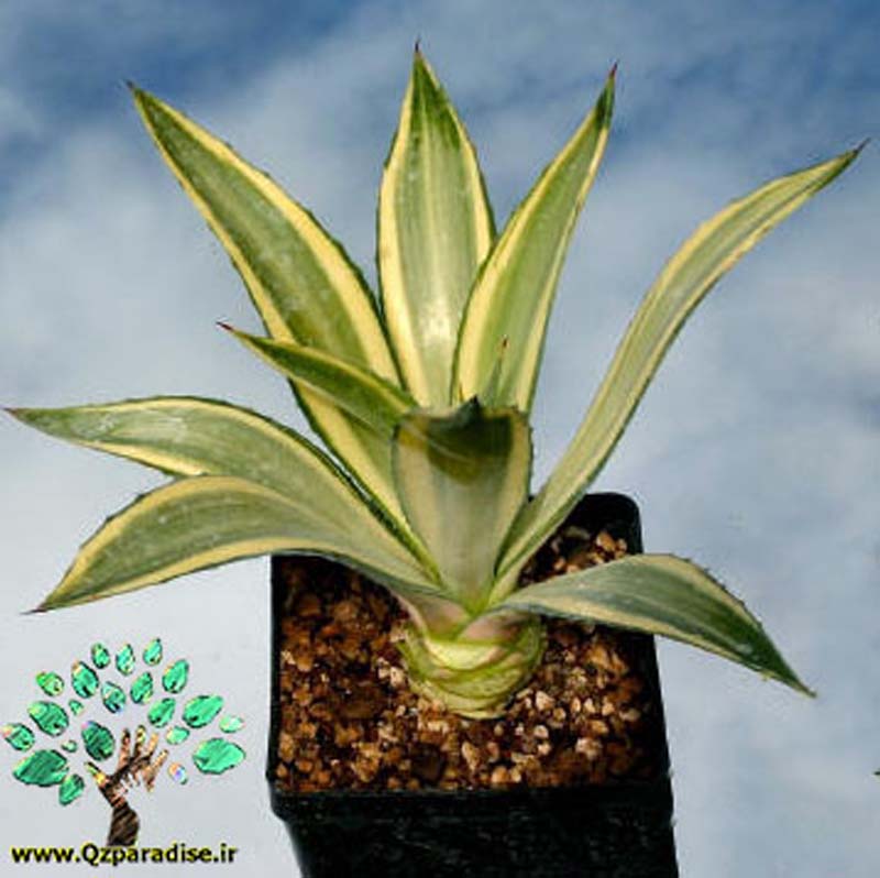 در صورتی که تصویر Agave desmetiana JOE HOAK 3 نمایش داده نشد با تیم پشتیبانی هماهنگ کنید