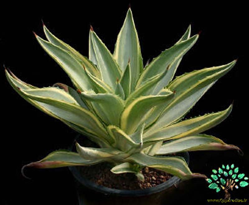 در صورتی که تصویر Agave desmetiana JOE HOAK 4 نمایش داده نشد با تیم پشتیبانی هماهنگ کنید