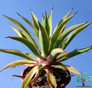 در صورتی که تصویر Agave desmetiana forma variegata 1 نمایش داده نشد با تیم پشتیبانی هماهنگ کنید