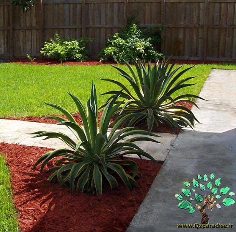 در صورتی که تصویر Agave desmetiana forma variegata 2 نمایش داده نشد با تیم پشتیبانی هماهنگ کنید