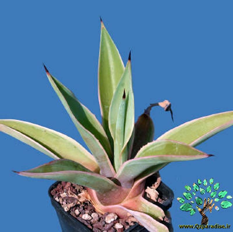 در صورتی که تصویر Agave desmetiana forma variegata 3 نمایش داده نشد با تیم پشتیبانی هماهنگ کنید