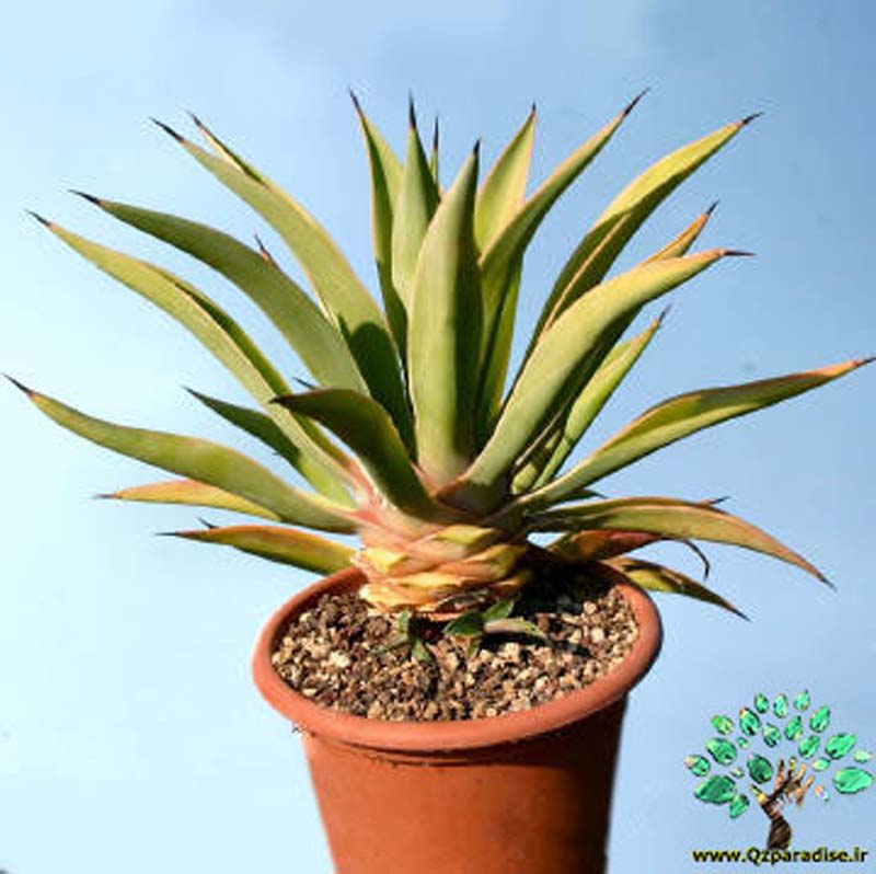 در صورتی که تصویر Agave desmetiana forma variegata 4 نمایش داده نشد با تیم پشتیبانی هماهنگ کنید