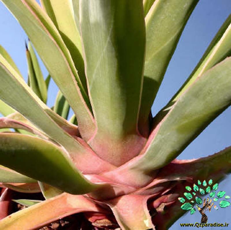 در صورتی که تصویر Agave desmetiana forma variegata 5 نمایش داده نشد با تیم پشتیبانی هماهنگ کنید