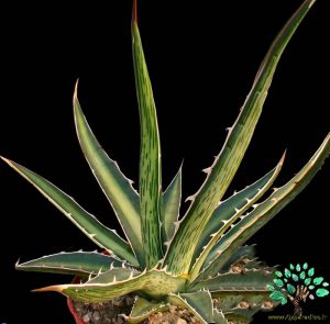 در صورتی که تصویر Agave difformis 1 نمایش داده نشد با تیم پشتیبانی هماهنگ کنید