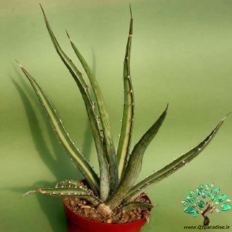 کاکتوس آگاو دیفورمیس 3