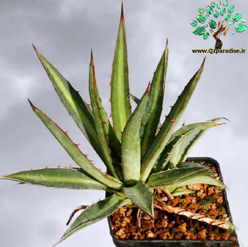 در صورتی که تصویر Agave funkiana 2 نمایش داده نشد با تیم پشتیبانی هماهنگ کنید