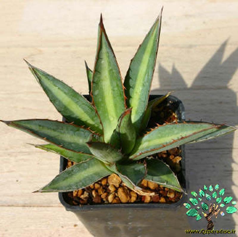 در صورتی که تصویر Agave funkiana 3 نمایش داده نشد با تیم پشتیبانی هماهنگ کنید