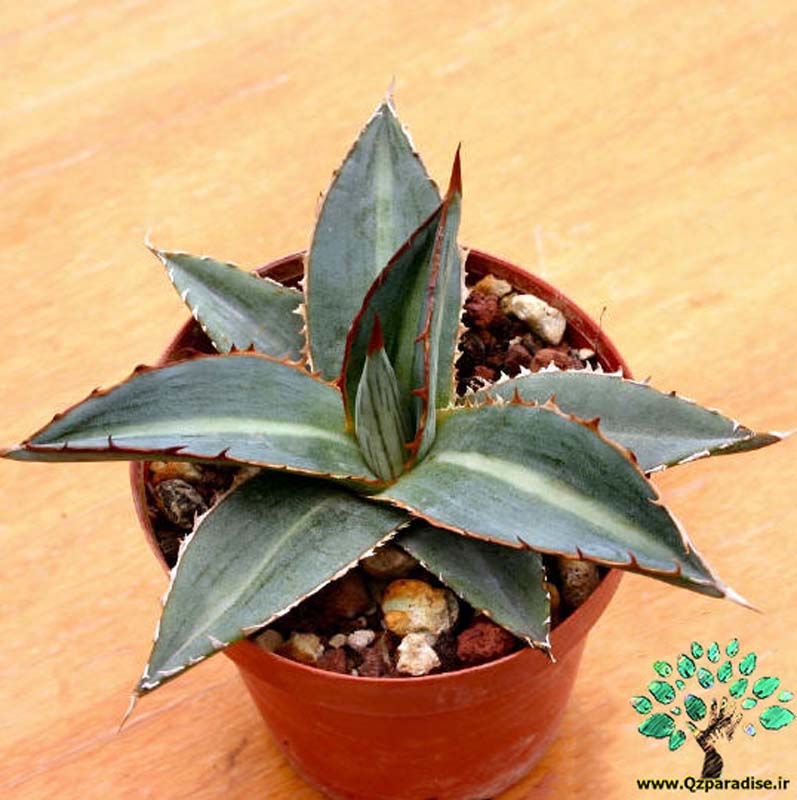 در صورتی که تصویر Agave funkiana 4 نمایش داده نشد با تیم پشتیبانی هماهنگ کنید