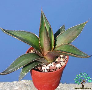 در صورتی که تصویر Agave ghiesbreghtii 1 نمایش داده نشد با تیم پشتیبانی هماهنگ