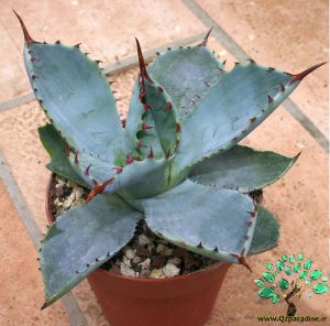 در صورتی که تصویر Agave guadalajarana 2 نمایش داده نشد با تیم پشتیبانی هماهنگ کنید