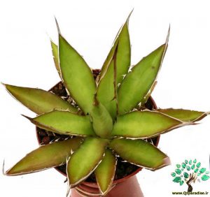 در صورتی که تصویر Agave horrida ssp. perotensis 5 نمایش داده نشد با تیم پشتیبانی هماهنگ کنید
