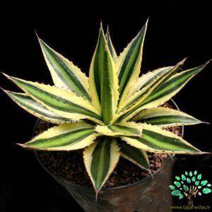 در صورتی که تصویر Agave lophantha quadricolor 4 نمایش داده نشد با تیم پشتیبانی هماهنگ کنید