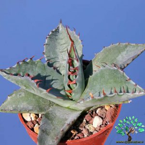 در صورتی که تصویر Agave parrasana 4 نمایش داده نشد با تیم پشتیبانی هماهنگ کنید