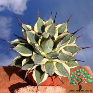 در صورتی که تصویر Agave patonii _variegata_ 1 نمایش داده نشد با تیم پشتیبانی هماهنگ کنید