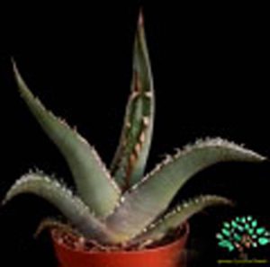 کاکتوس آگاو پیکوکی