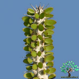 کاکتوس آلو آیودیا پروسرا 3