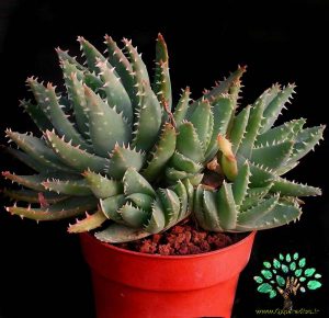کاکتوس آلوئه برویفولیا