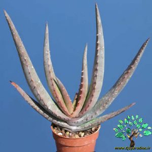 کاکتوس آلوئه چابودی 1
