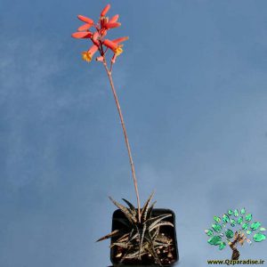 کاکتوس آلوئه دیسکوینسی 5