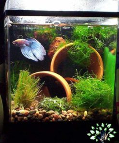 دنیای زیر آب AD13 Aquarium design