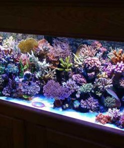 دنیای زیر آب AD15 Aquarium design