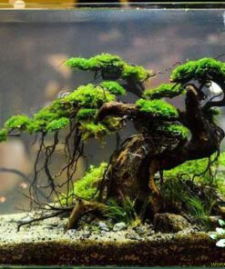 دنیای زیر آب AD18 Aquarium design