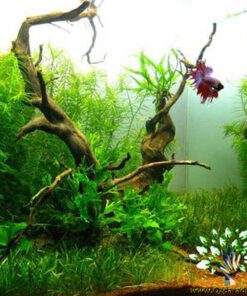 دنیای زیر آب AD21 Aquarium design