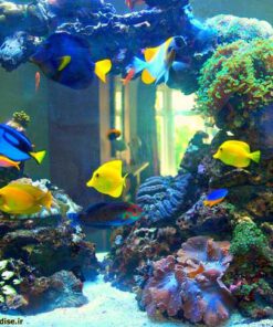دنیای زیر آب AD23 Aquarium design