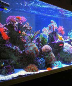 دنیای زیر آب AD25 Aquarium design