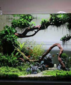 دنیای زیر آب AD26 Aquarium design