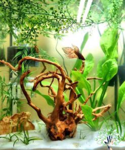 دنیای زیر آب AD31 Aquarium design