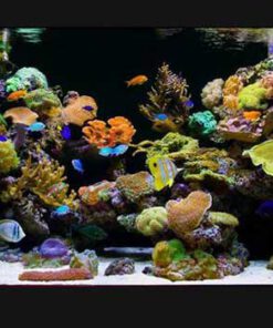 دنیای زیر آب AD32 Aquarium design
