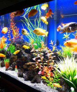 دنیای زیر آب AD38 Aquarium design
