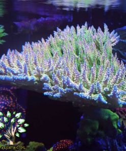 دنیای زیر آب AD41 Aquarium design