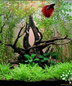 دنیای زیر آب AD45 Aquarium design