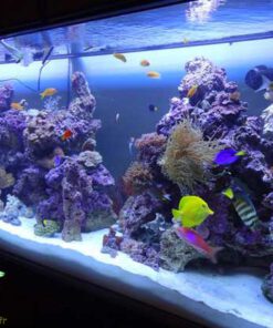 دنیای زیر آب AD8 Aquarium design