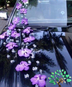 ماشین عروس با تور BCWT2 Bridal Car with Tour