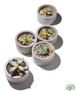 گلدان بتنی CP3 Concrete pots