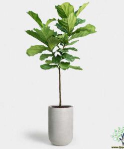 گلدان بتنی CP41 Concrete pots