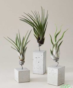 گلدان بتنی CP44 Concrete pots