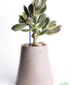 گلدان بتنی CP49 Concrete pots