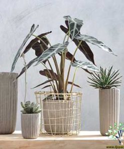گلدان بتنی CP94 Concrete pots