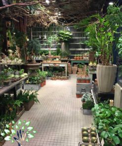 دکوراسیون فروشگاه گل FSD1 Flower shop Decoration