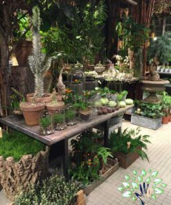 دکوراسیون فروشگاه گل FSD10 Flower shop Decoration