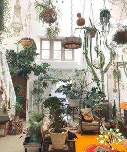 دکوراسیون فروشگاه گل FSD11 Flower shop Decoration