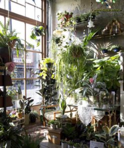 دکوراسیون فروشگاه گل FSD13 Flower shop Decoration