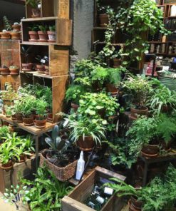 دکوراسیون فروشگاه گل FSD14 Flower shop Decoration