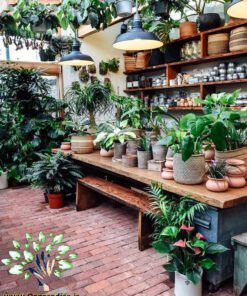 دکوراسیون فروشگاه گل FSD19 Flower shop Decoration