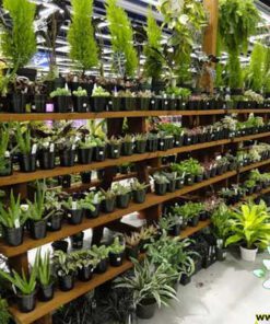 دکوراسیون فروشگاه گل FSD2 Flower shop Decoration