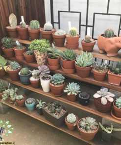 دکوراسیون فروشگاه گل FSD24 Flower shop Decoration